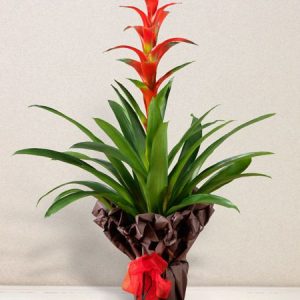 GUZMANIA