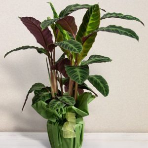 MARANTA IN VARIETA’ MIX