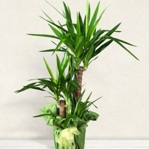 TRONCHETTO DELLA FELICITA’