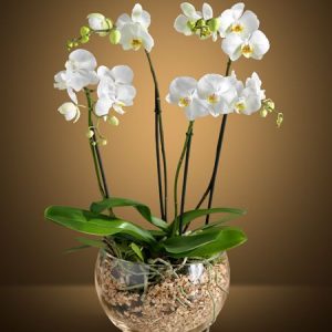 COMPOSIZIONE ORCHIDEE IN VASO
