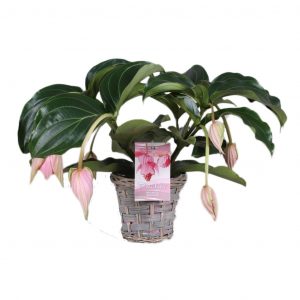 MEDINILLA MAGNIFICA
