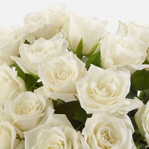 ROSE ROSSE o BIANCHE