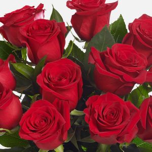 ROSE ROSSE LUNGHE