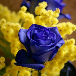 Rose blu e mimosa